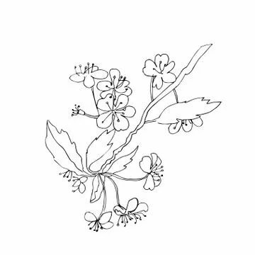 Vector one sakura. Black spring illustration flowers line art Stock Illustration