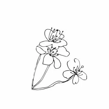 Vector one sakura. Black spring illustration flowers line art Stock Illustration