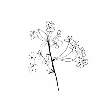 Vector one sakura. Black spring illustration flowers line art Stock Illustration