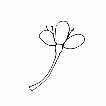 Vector one sakura. Black spring illustration flowers line art on a Stock Illustration