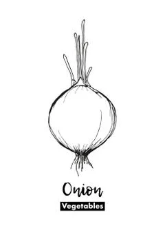 Vector Onion isolated. Lines sketch. Black and white hand drawing illustration Illustrazione stock