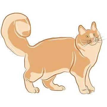 A vector or illustration of an orange cat showing a standing posture. Stock Illustration