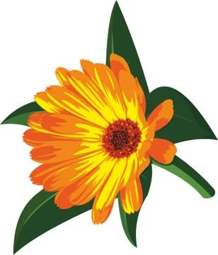 Vector orange flower Stock Illustration