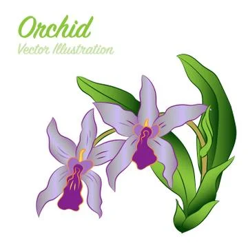 Vector of Orchid - Illustration Stock Illustration