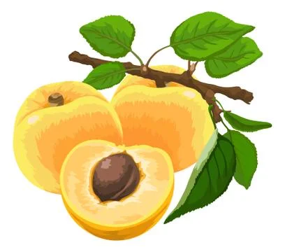 Vector of organic apricot. Stock Illustration