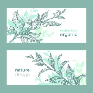 Vector organic template Nature branch, leaf, flower Green tea tree, bush Natu Stock Illustration