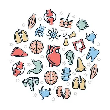 Vector organs and anatomy colored icons in circle design concept. Illustration Stock Illustration