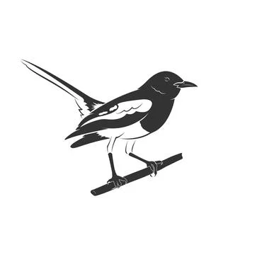 Vector of oriental magpie robin bird design on white background. Easy editabl Stock Illustration