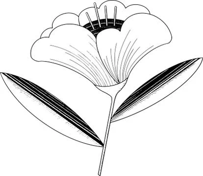 Vector outline abstract flower drawing illustration Stock Illustration
