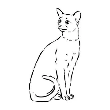 Vector outline Abyssinian Cat in black color. abyssinian cat vector sketch Stock Illustration