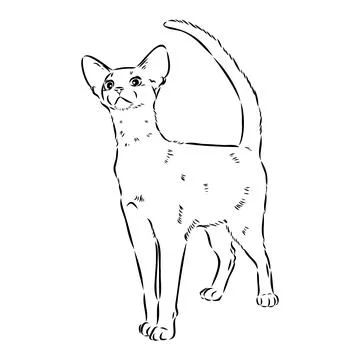 Vector outline Abyssinian Cat in black color. abyssinian cat vector sketch Stock Illustration