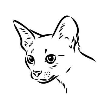 Vector outline Abyssinian Cat in black color. abyssinian cat vector sketch Stock Illustration