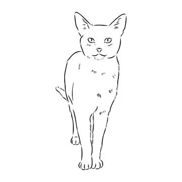 Vector outline Abyssinian Cat in black color. abyssinian cat vector sketch Stock Illustration
