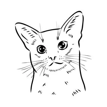 Vector outline Abyssinian Cat in black color. abyssinian cat vector sketch Stock Illustration