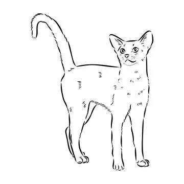 Vector outline Abyssinian Cat in black color. abyssinian cat vector sketch Stock Illustration