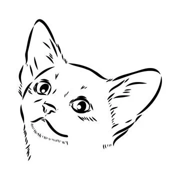 Vector outline Abyssinian Cat in black color. abyssinian cat vector sketch Stock Illustration