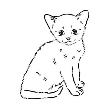 Vector outline Abyssinian Cat in black color. abyssinian cat vector sketch Stock Illustration