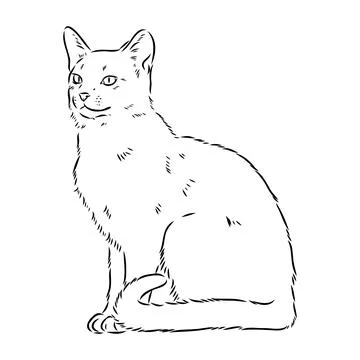 Vector outline Abyssinian Cat in black color. abyssinian cat vector sketch Ilustración de archivo