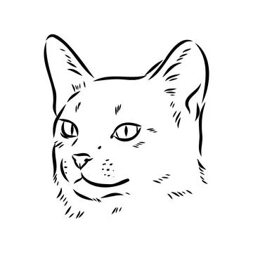Vector outline Abyssinian Cat in black color. abyssinian cat vector sketch Stock Illustration