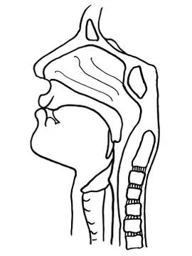 Vector outline drawing of maxillary sinus (nose) suffering from coronavirus Stock Illustration