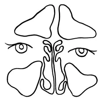 Vector outline drawing of maxillary sinus (nose) suffering from coronavirus Stock Illustration