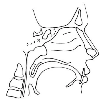 Vector outline drawing of maxillary sinus (nose) suffering from coronavirus Stock Illustration