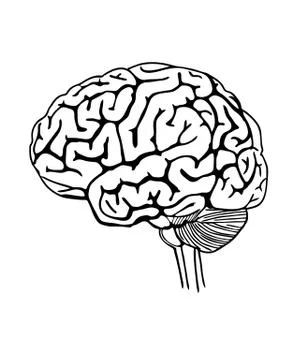 Vector outline illustration of human brain. Stock Illustration