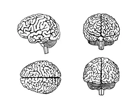 Vector outline illustration of human brain. Stock Illustration