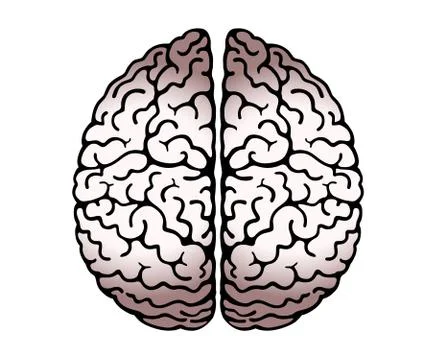 Vector Outline Illustration Of Human Brain On White Background. Hemispheres Illustrazione stock