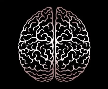 Vector Outline Illustration Of Human Brain On Black Background. Hemispheres Stock Illustration
