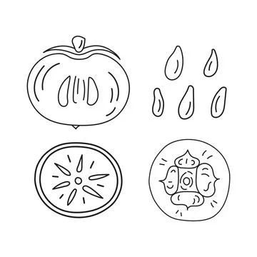 Vector outline illustration persimmon in section, fruit pits, persimmon. 스톡 일러스트