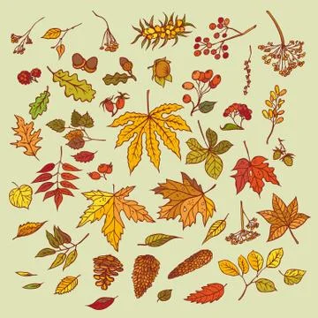Vector outline illustration sketch branches with autumn leaves, cones, dried Stock Illustration