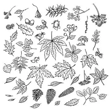 Vector outline illustration of sketch of branches with autumn leaves, cones Illustrazione stock
