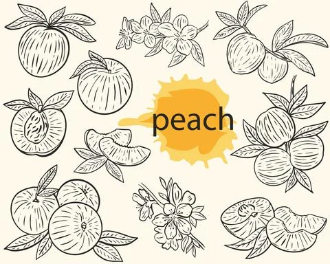 Vector outline peach. A sketch set of whole fruits, halves, on a branch. Stock Illustration