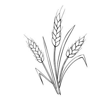 Vector outline spikelet of wheat isolated on white background. Hand drawn con Stock Illustration