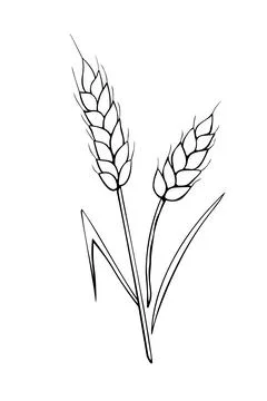 Vector outline spikelet of wheat isolated on white background. Hand drawn con Stock Illustration