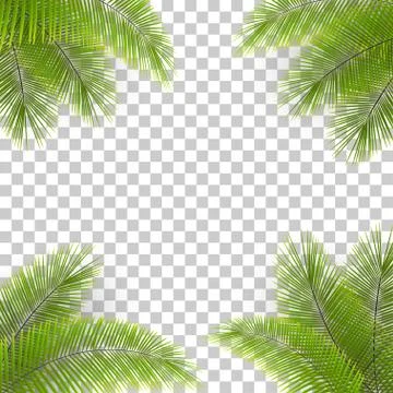 Vector palm tree leaves in the corners on transparent backfround. Tropical Illustrazione stock