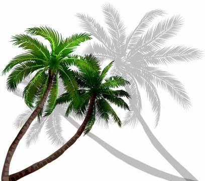 Vector palm trees with green leaves Stock Illustration