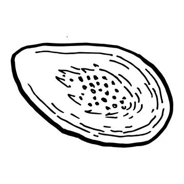 Vector papaya fruit half isolated. Hand drawn sketch illustration in linear Stock Illustration