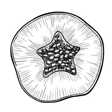 Vector Papaya Fruit Slice. Hand drawn linear illustration of exotic tropical Stock Illustration