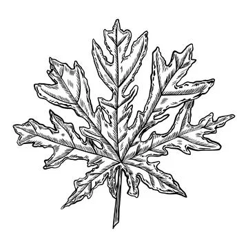 Vector Papaya Leaf. Hand drawn tropical exotic Plant on isolated background Stock Illustration
