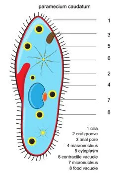 Vector paramecium structure Stock Illustration