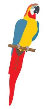 Vector Parrot Illustration イラスト素材