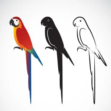Vector of a parrot (Macaws) on white background. Wild Animal. Bird Design. Stock Illustration