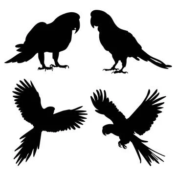 Vector parrot silhouettes of amazon jungle Stock Illustration