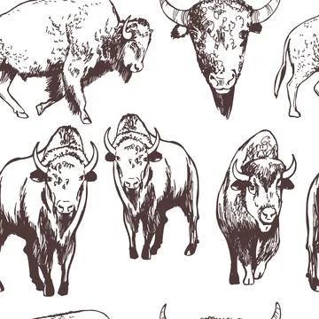 Vector   pattern with  American bison. Stock Illustration