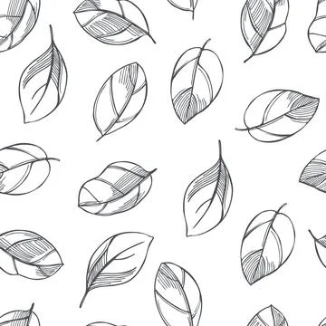 Vector pattern with  basil  leaves. Stock Illustration