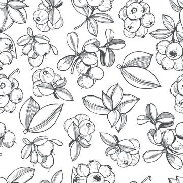 Vector  pattern with blueberry. Stock Illustration