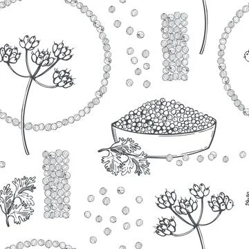Vector  pattern with coriander  seeds. Illustrazione stock