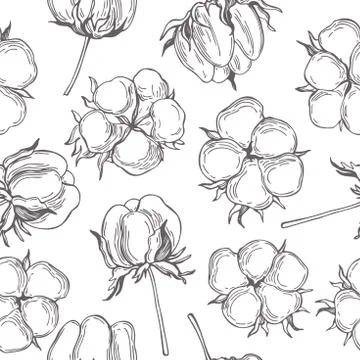 Vector  pattern with cotton plant. Sketch illustration Stock Illustration